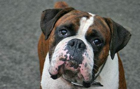 4 lucruri adorabile pe care le face cainele tau si inseamna ele, de fapt