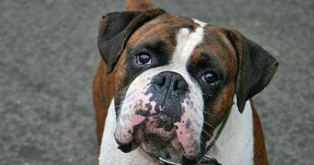 4 lucruri adorabile pe care le face cainele tau si inseamna ele, de fapt