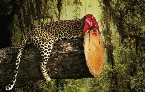  Top  Aceasta campanie socanta iti arata care sunt efectele despaduririi