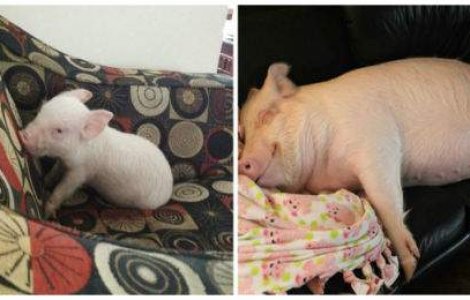  Top  Au crezut ca si-au cumparat un mini-porcusor, dar s-au trezit cu un porc adorabil de 300kg