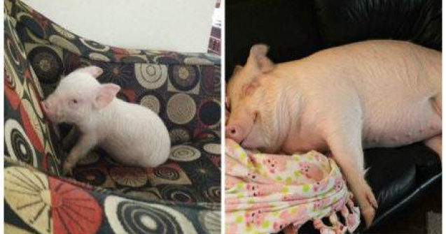  Top  Au crezut ca si-au cumparat un mini-porcusor, dar s-au trezit cu un porc adorabil de 300kg