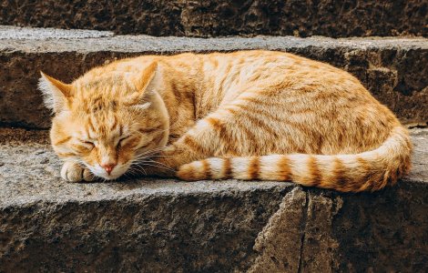 De ce iubesc japonezii pisicile? Descoperă detaliile relației aproape sacre dintre poporul nipon și frumoasele feline