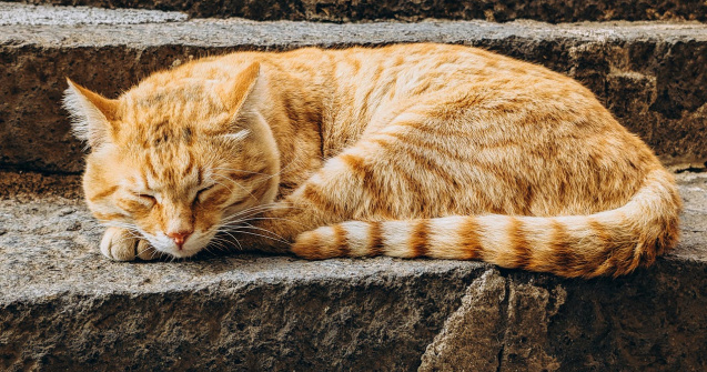 De ce iubesc japonezii pisicile? Descoperă detaliile relației aproape sacre