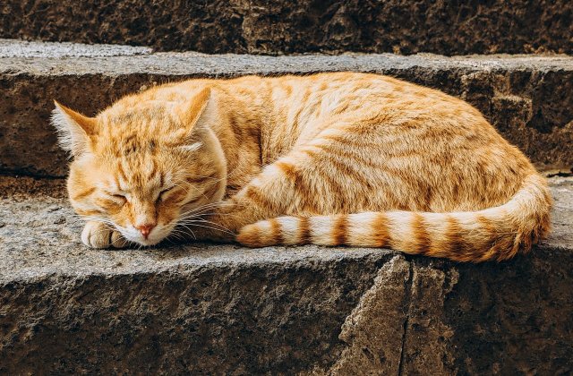 De ce iubesc japonezii pisicile? Descoperă detaliile relației aproape sacre dintre poporul nipon și frumoasele feline