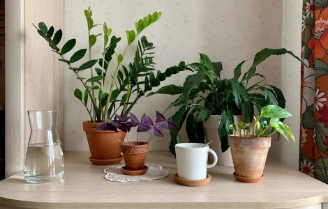 Ingredientul secret din bucătărie care poate fi cel mai bun și ieftin îngrășământ pentru plantele tale!