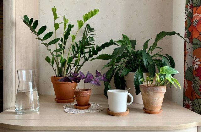 Ingredientul secret din bucătărie care poate fi cel mai bun și ieftin &icirc;ngrășăm&acirc;nt pentru plantele tale!