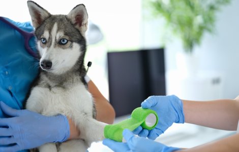 Ce să faci dacă animalul suferă o fractură sau luxație?