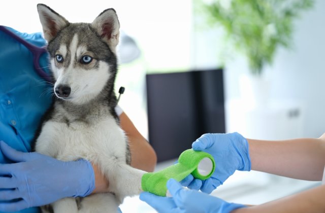 Ce să faci dacă animalul suferă o fractură sau luxație?
