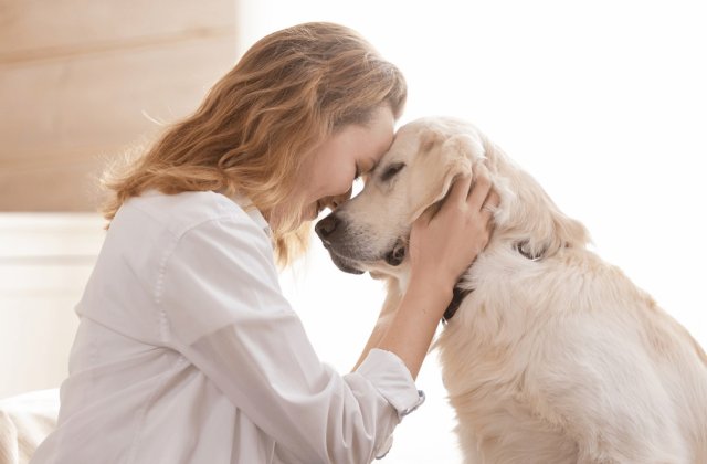 Dietele veterinare pentru câini: când sunt recomandate?