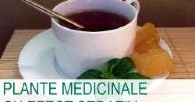 Plante medicinale cu efect sedativ