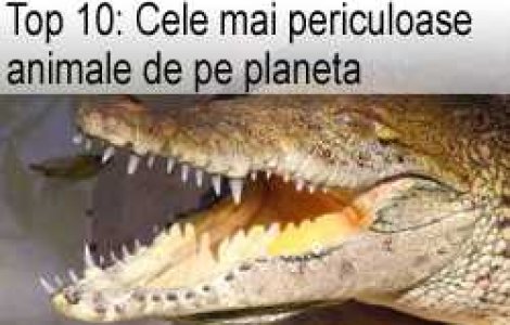 Top 10: Cele mai periculoase animale de pe planeta