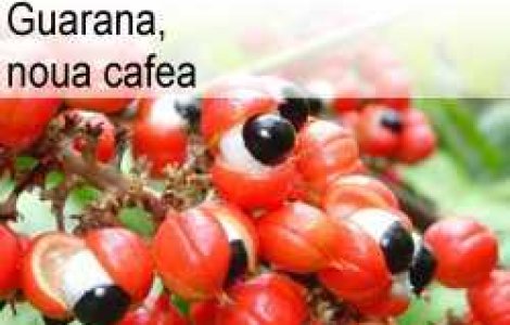Guarana, noua cafea