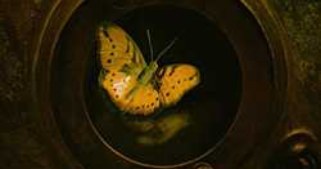 Scafandrul si fluturele se lanseaza pe DVD la Bookfest