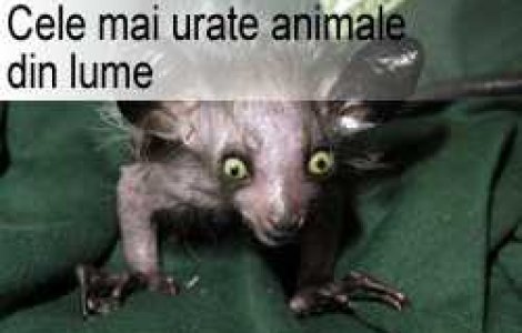 Cele mai urate animale din lume