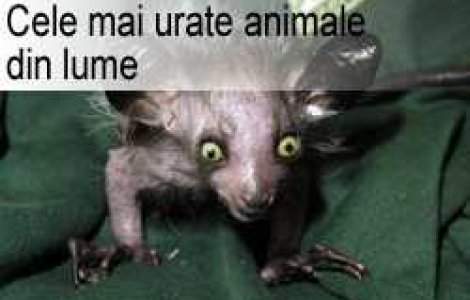 Cele mai urate animale din lume