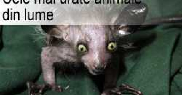 Cele mai urate animale din lume