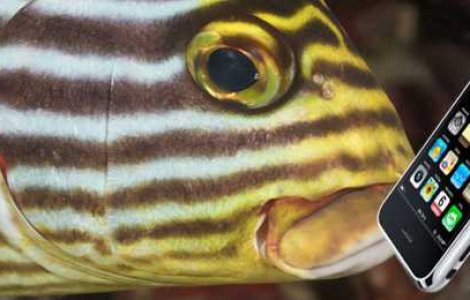  Top  7 intamplari cu telefoane. Tu ce poveste ai?