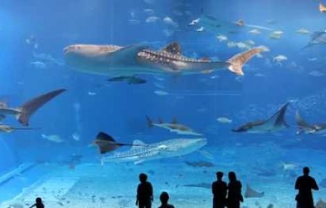  Top  10 clipuri video extraordinare