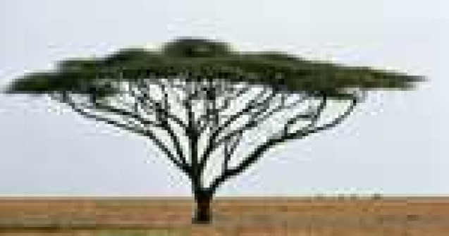  Top  5 plante si animale incredibile