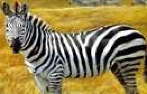  Top  Sunt poze sau picturi?