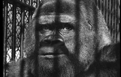 Super fotografii alb negru: Cum era viata candva...