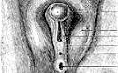 Stiati...cum se face...