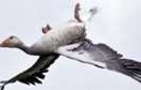  Top  25 de poze care par editate, insa nu sunt!