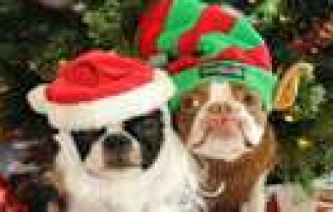 Doi catei adorabili: Coco si Plumm