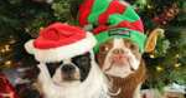 Doi catei adorabili: Coco si Plumm