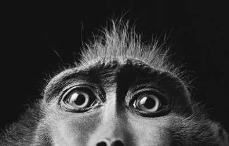 Fotografiile impresionante ale lui Tim Flach
