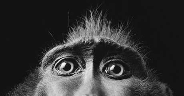 Fotografiile impresionante ale lui Tim Flach