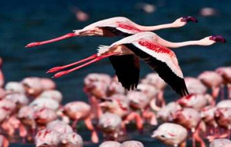 Natura salbatica in fotografii extraordinare