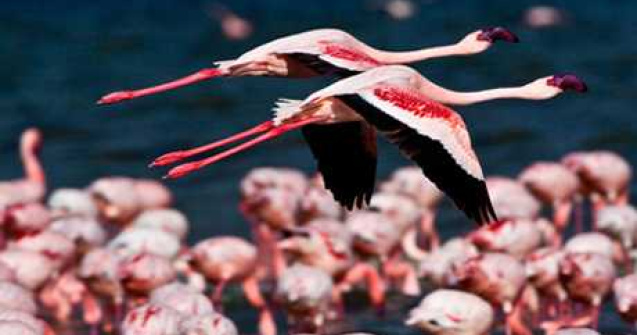 Natura salbatica in fotografii extraordinare