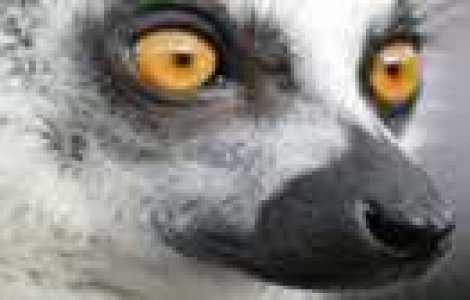 Emotii intr-o fotografie: Micuta lemur Tahina