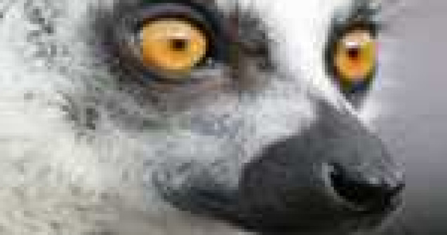 Emotii intr-o fotografie: Micuta lemur Tahina