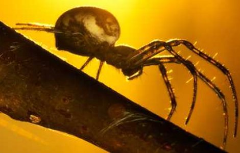 Fascinant: Fotografii macro de exceptie