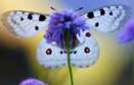 Fotografii de vis: Minunile Samanthei