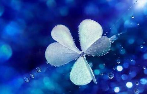 Fotografii minunate: Capturile macro ale Majei