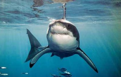 Super fotografii: Marile migratii si altele...