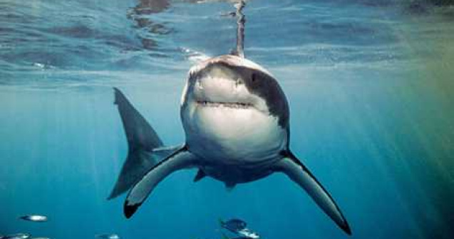 Super fotografii: Marile migratii si altele...