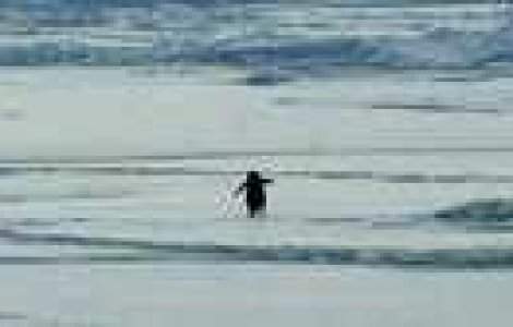 Fotografie emotionanta: Pinguinul din Antarctica