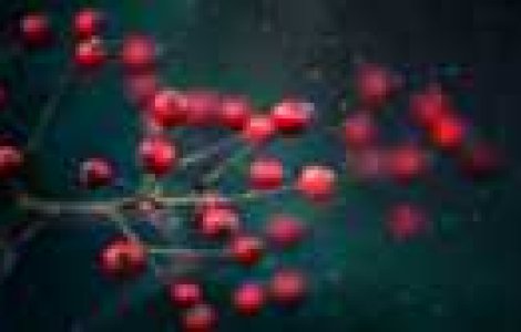 Fotografiile lui Rachel