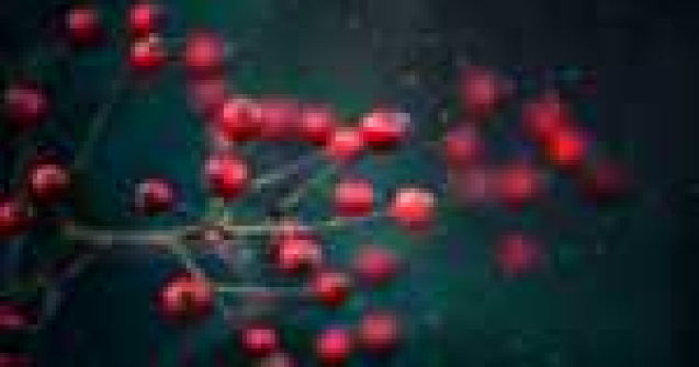 Fotografiile lui Rachel