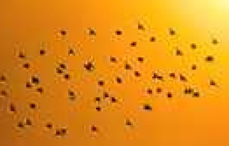 De vazut: Fotografiile lui Dare Turnsek