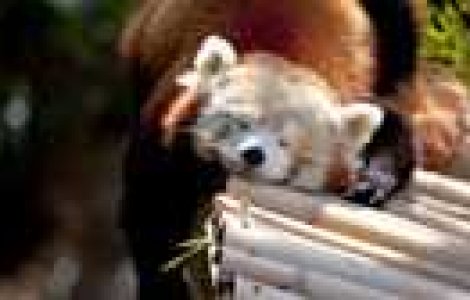 Atentie! Animal simpatic dormind...