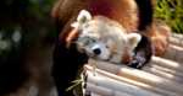 Atentie! Animal simpatic dormind...