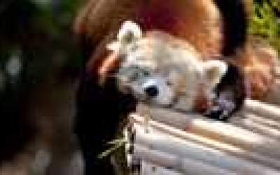 Atentie! Animal simpatic...