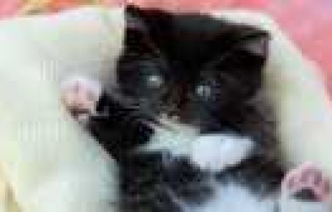  Top  40 de poze cu... pisicute!