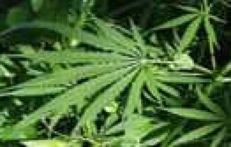 Panica la Etnobotanica