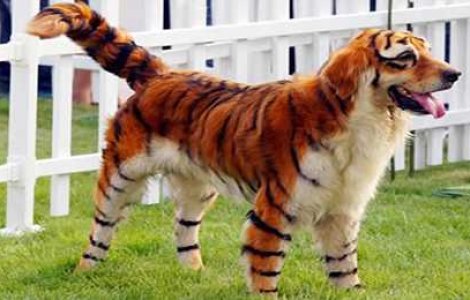 TOP 10 Cele mai ciudate hobby-uri din lume